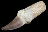 Rooted Mosasaur Tooth - Morocco #87205-1